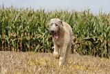 IRISH WOLFHOUND 130